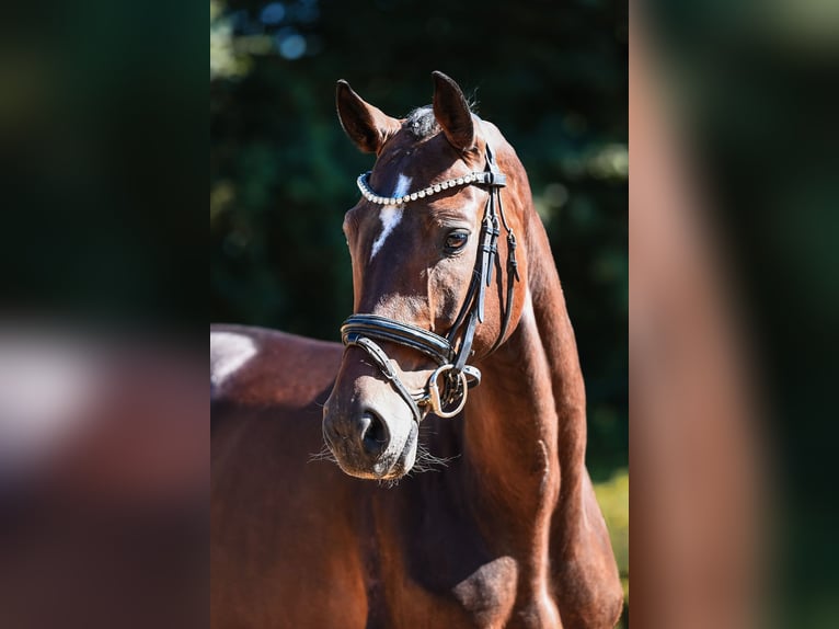Hannoveraan Merrie 5 Jaar 164 cm Donkerbruin in Riedstadt