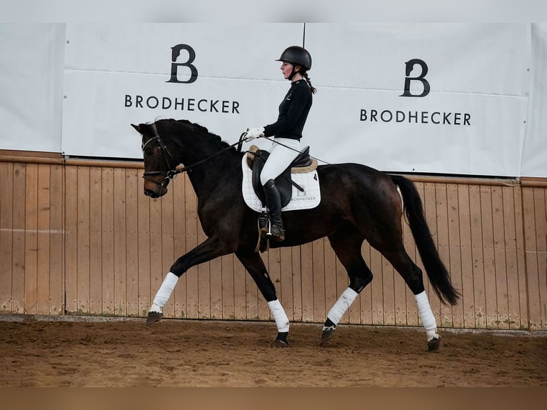 Hannoveraan Merrie 5 Jaar 164 cm Donkerbruin in Riedstadt