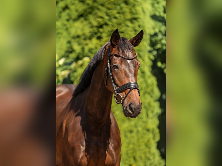 Hannoveraan Merrie 5 Jaar 164 cm Donkerbruin in Tespe