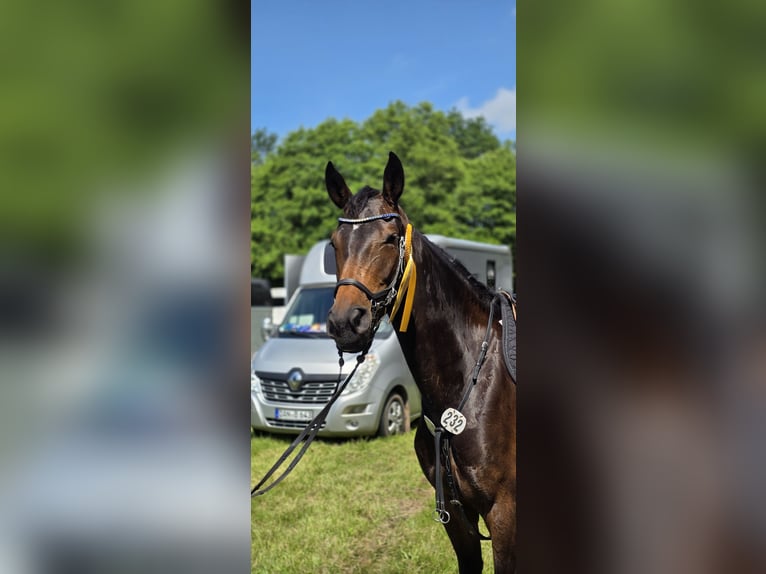 Hannoveraan Merrie 5 Jaar 164 cm Donkerbruin in Tespe