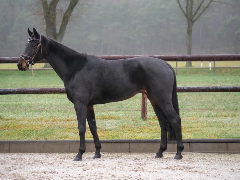 Hannoveraan Merrie 5 Jaar 164 cm Donkerbruin in Dohren