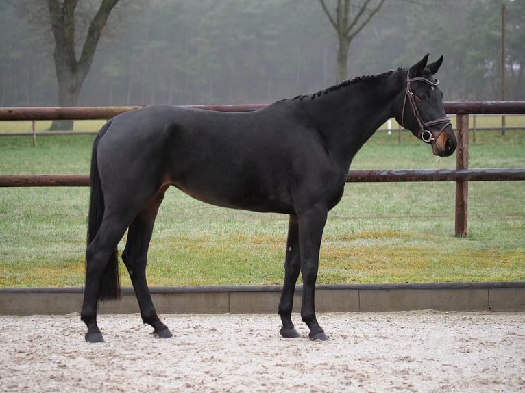 Hannoveraan Merrie 5 Jaar 164 cm Donkerbruin in Dohren