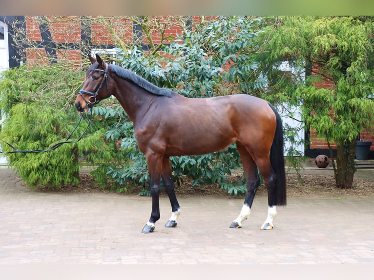 Hannoveraan Merrie 5 Jaar 164 cm Donkerbruin in Langlingen