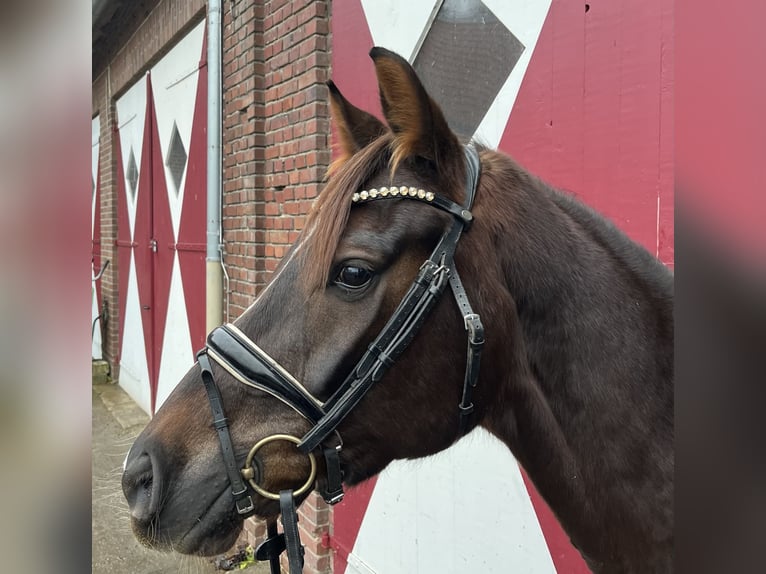 Hannoveraan Merrie 5 Jaar 164 cm Donkere-vos in Ennigerloh