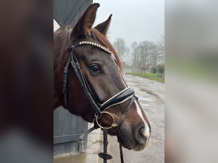 Hannoveraan Merrie 5 Jaar 164 cm Donkere-vos in Ennigerloh