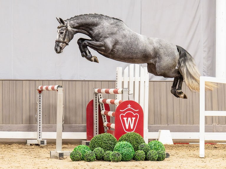 Hannoveraan Merrie 5 Jaar 164 cm Schimmel in Münster-Handorf