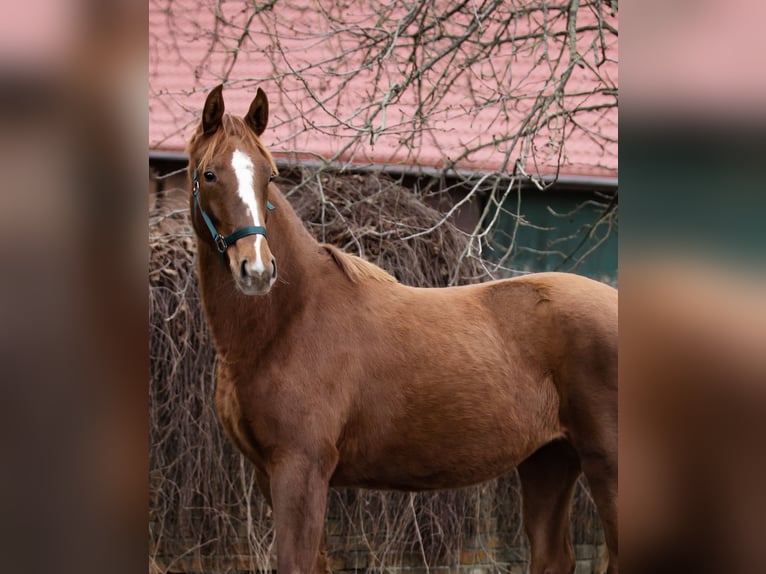 Hannoveraan Merrie 5 Jaar 164 cm Vos in Calberlah