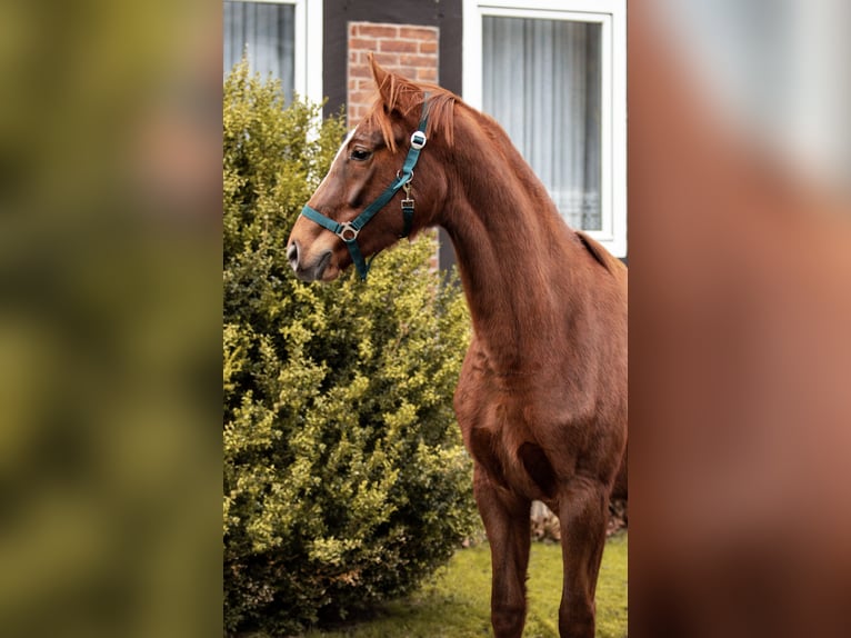 Hannoveraan Merrie 5 Jaar 164 cm Vos in Calberlah