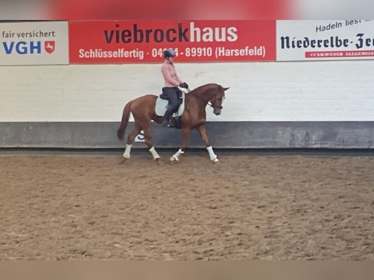 Hannoveraan Merrie 5 Jaar 164 cm Vos in Hechthausen