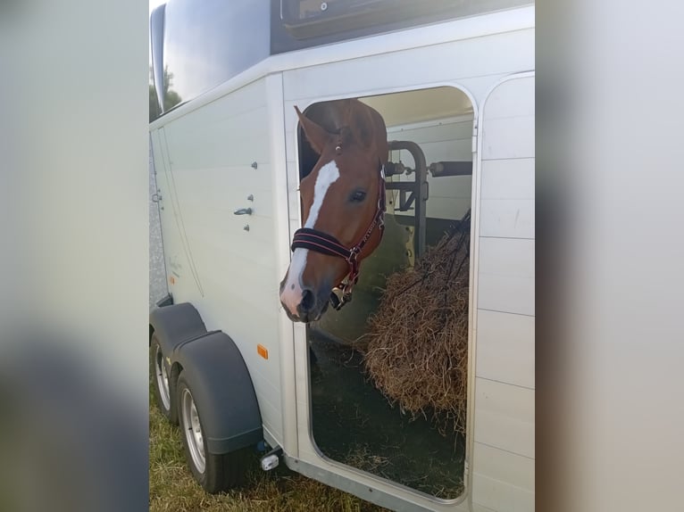 Hannoveraan Merrie 5 Jaar 164 cm Vos in Hechthausen