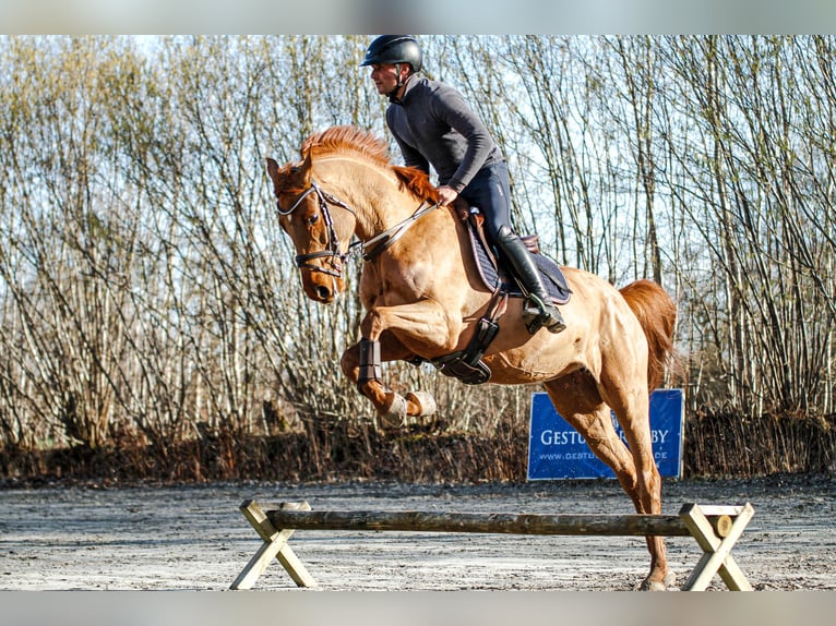 Hannoveraan Merrie 5 Jaar 164 cm Vos in Lübeck
