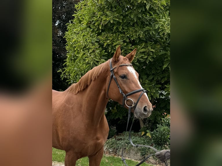 Hannoveraan Merrie 5 Jaar 164 cm Vos in Ohrensen