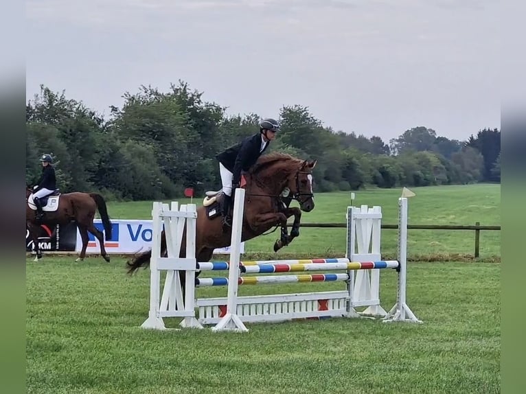 Hannoveraan Merrie 5 Jaar 164 cm Vos in Ohrensen