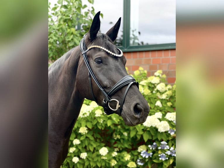 Hannoveraan Merrie 5 Jaar 164 cm Zwart in Beuren
