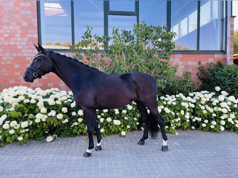 Hannoveraan Merrie 5 Jaar 164 cm Zwart in Beuren