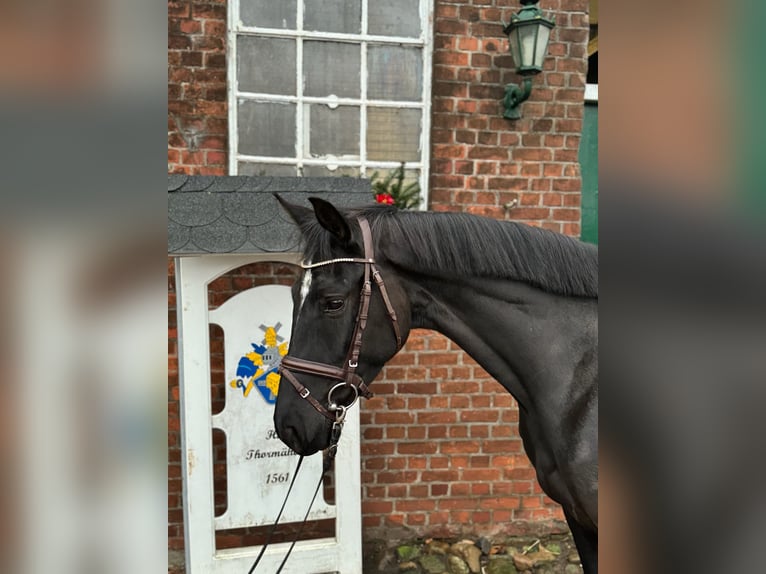 Hannoveraan Merrie 5 Jaar 164 cm Zwart in Verden (Aller)