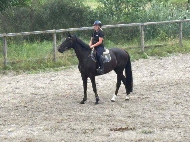 Hannoveraan Merrie 5 Jaar 164 cm Zwart in Verden (Aller)