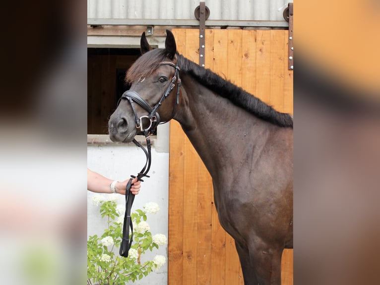 Hannoveraan Merrie 5 Jaar 164 cm Zwartbruin in Hagen im Bremischen