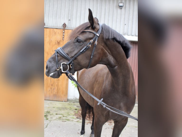 Hannoveraan Merrie 5 Jaar 164 cm Zwartbruin in Hagen im Bremischen