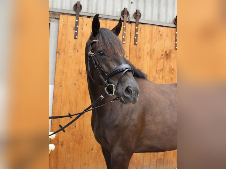 Hannoveraan Merrie 5 Jaar 164 cm Zwartbruin in Hagen im Bremischen