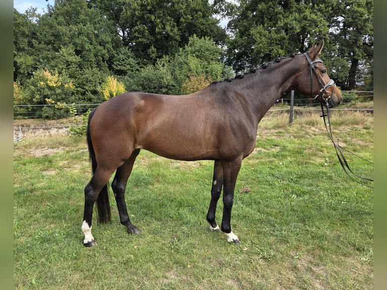 Hannoveraan Merrie 5 Jaar 165 cm Bruin in Bassum
