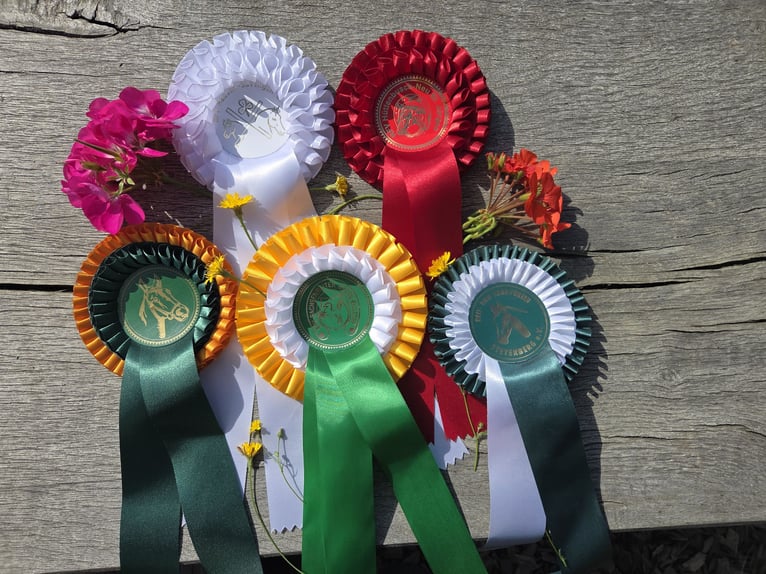 Hannoveraan Merrie 5 Jaar 165 cm Bruin in Bassum