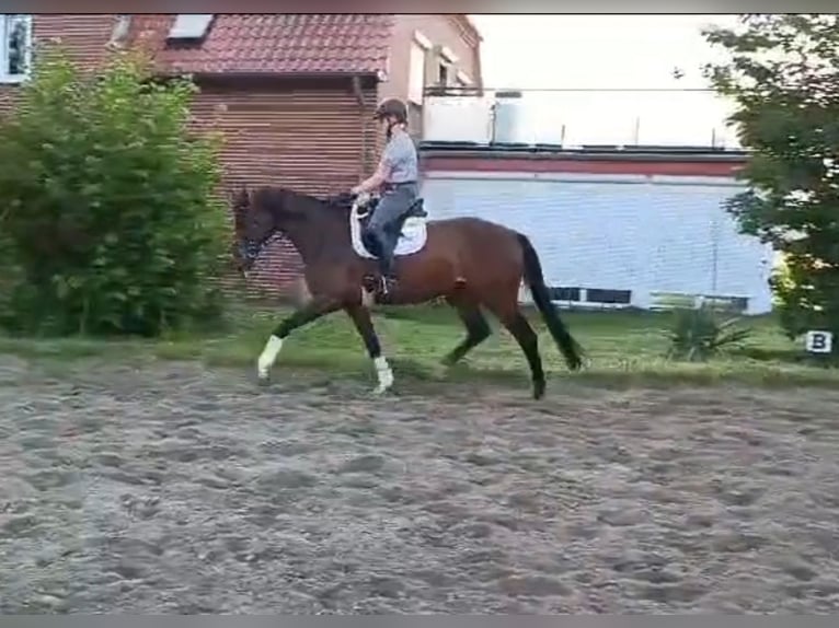 Hannoveraan Merrie 5 Jaar 165 cm Bruin in Bassum