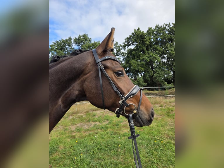 Hannoveraan Merrie 5 Jaar 165 cm Bruin in Bassum