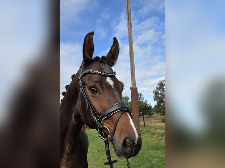 Hannoveraan Merrie 5 Jaar 165 cm Bruin in Bassum