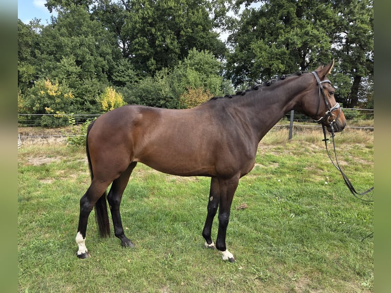 Hannoveraan Merrie 5 Jaar 165 cm Bruin in Bassum