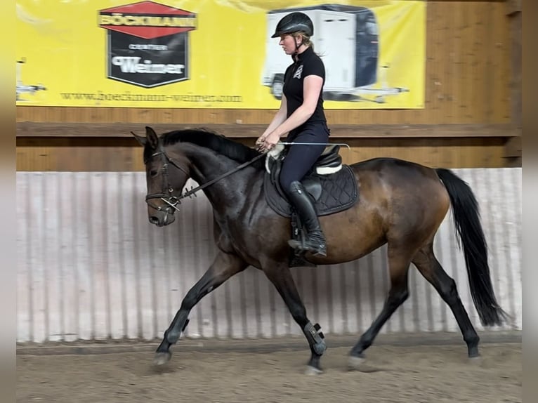 Hannoveraan Merrie 5 Jaar 165 cm Bruin in Schenklengsfeld