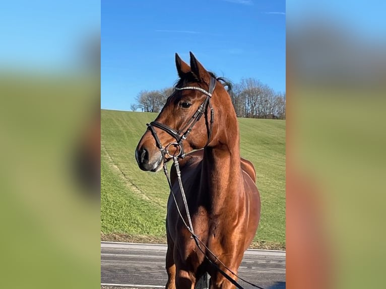 Hannoveraan Merrie 5 Jaar 165 cm Bruin in Drackenstein