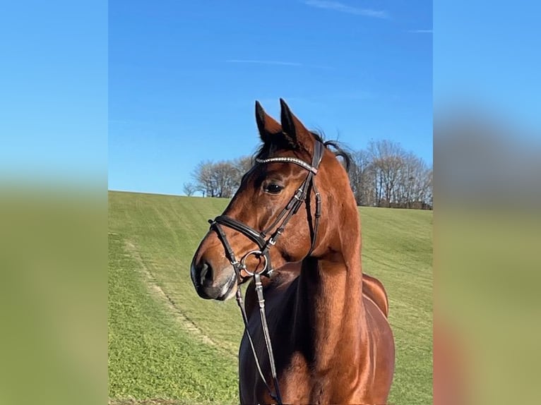 Hannoveraan Merrie 5 Jaar 165 cm Bruin in Drackenstein