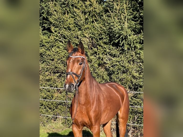 Hannoveraan Merrie 5 Jaar 165 cm Bruin in Drackenstein