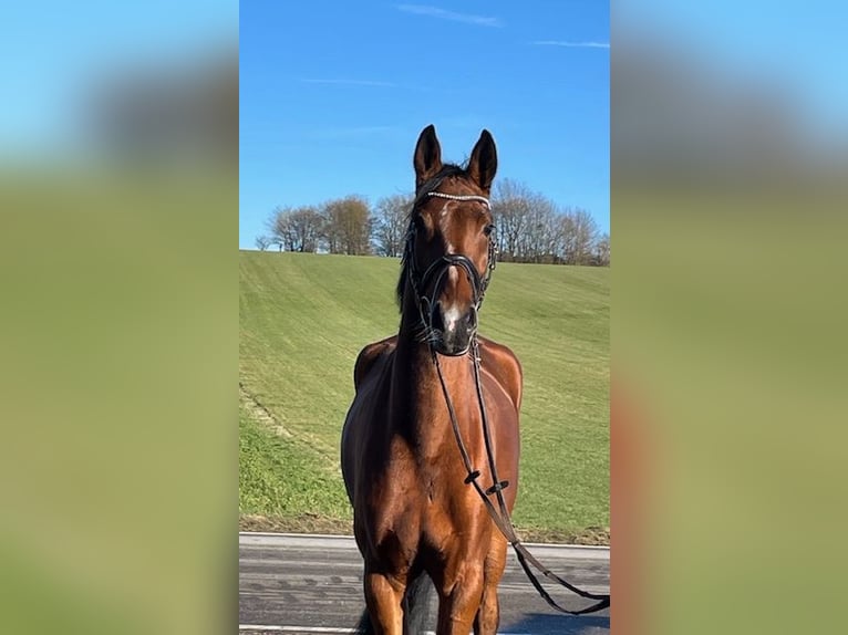 Hannoveraan Merrie 5 Jaar 165 cm Bruin in Drackenstein