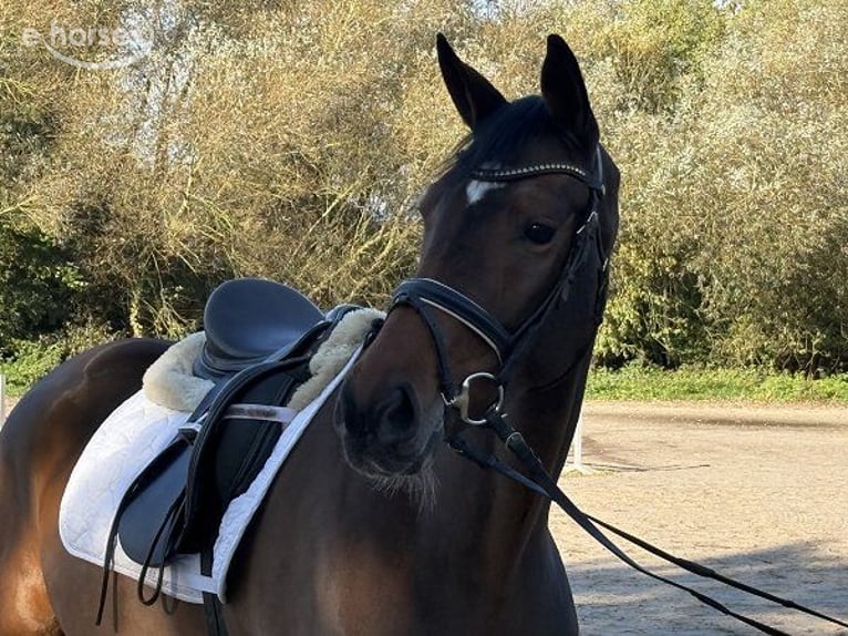 Hannoveraan Merrie 5 Jaar 165 cm Bruin in Verden (Aller)