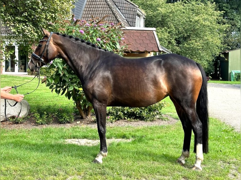 Hannoveraan Merrie 5 Jaar 165 cm Bruin in Kutenholz