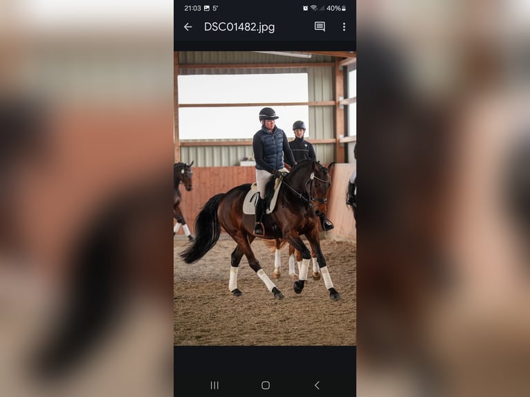 Hannoveraan Merrie 5 Jaar 165 cm Bruin in Tespe