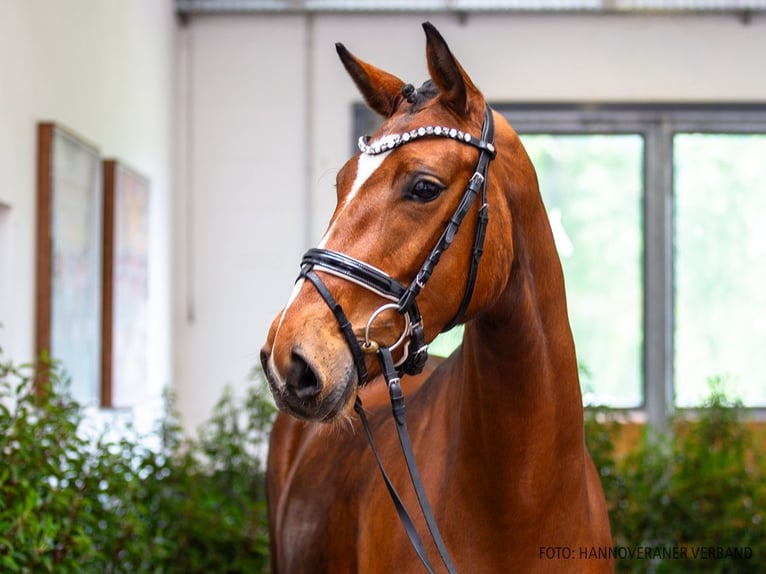 Hannoveraan Merrie 5 Jaar 165 cm Bruin in Verden