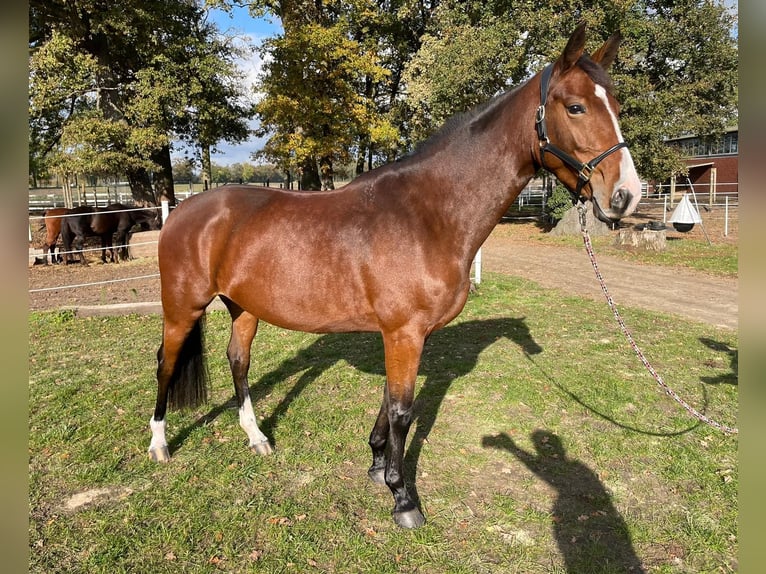 Hannoveraan Merrie 5 Jaar 165 cm Bruin in Gorleben Meetschow