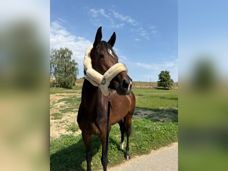 Hannoveraan Merrie 5 Jaar 165 cm Bruin in Mönchengladbach