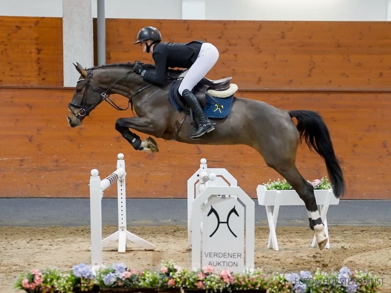 Hannoveraan Merrie 5 Jaar 165 cm Bruin in Verden