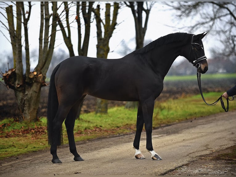 Hannoveraan Merrie 5 Jaar 165 cm Donkerbruin in Cegléd