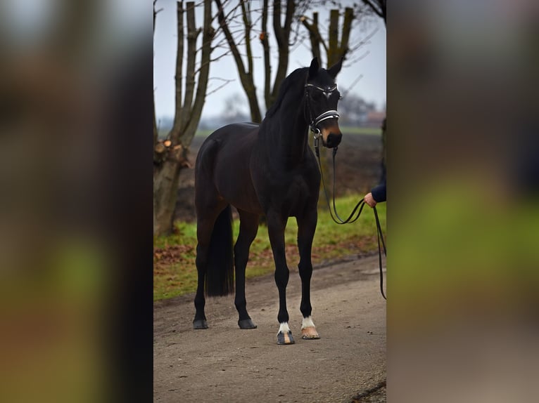 Hannoveraan Merrie 5 Jaar 165 cm Donkerbruin in Cegléd