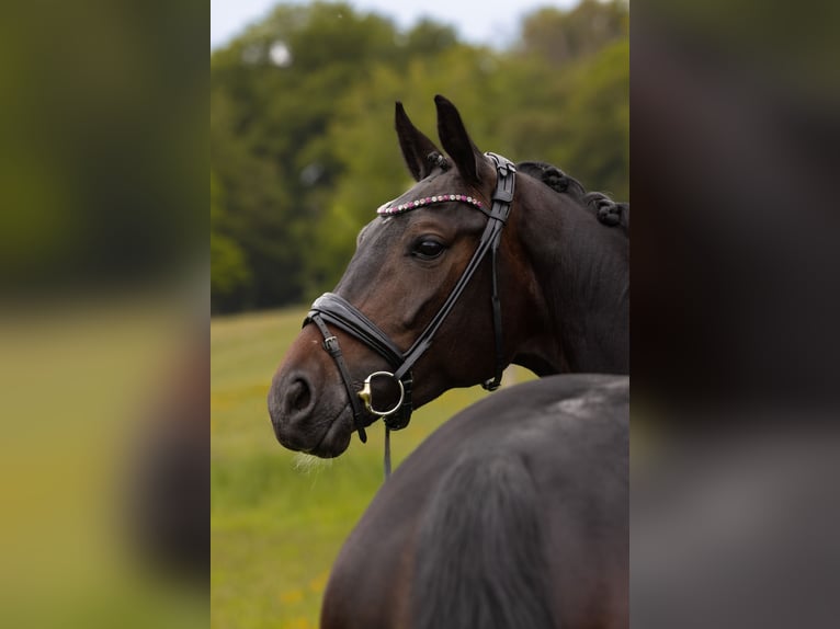 Hannoveraan Merrie 5 Jaar 165 cm Donkerbruin in Hayingen
