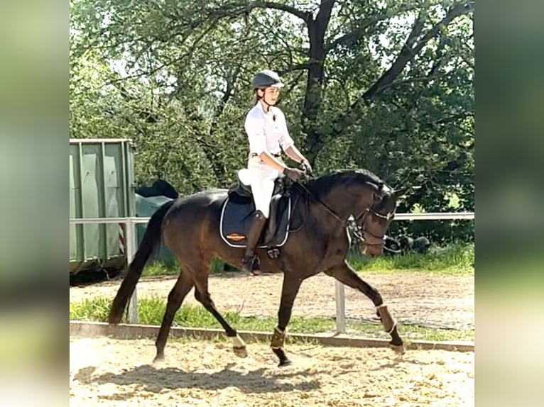 Hannoveraan Merrie 5 Jaar 165 cm Donkerbruin in Dransfeld