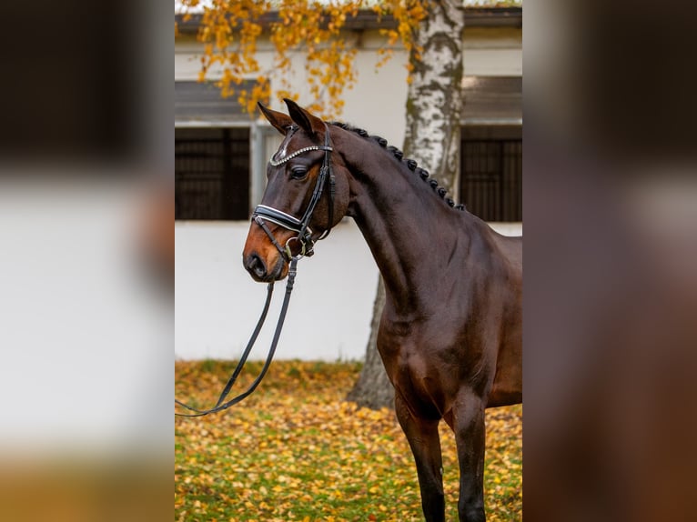 Hannoveraan Merrie 5 Jaar 165 cm Donkerbruin in Burgdorf