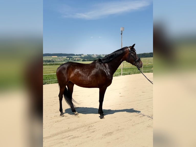 Hannoveraan Merrie 5 Jaar 165 cm Donkerbruin in Straßwalchen