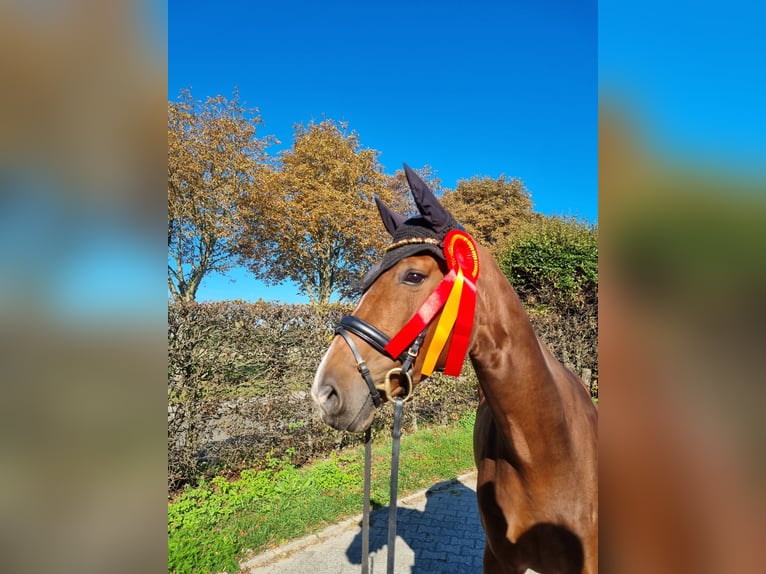 Hannoveraan Merrie 5 Jaar 165 cm Donkerbruin in Mönchengladbach