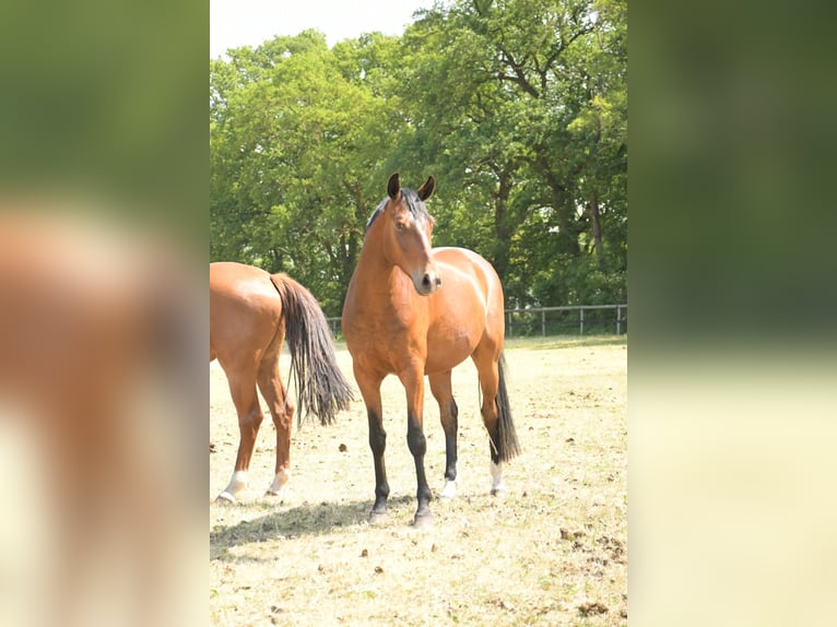 Hannoveraan Merrie 5 Jaar 165 cm Donkerbruin in Groß Ippener